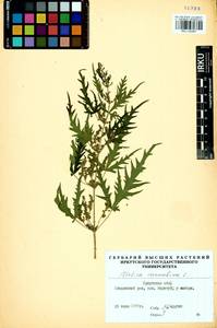 Urtica cannabina L., Siberia, Baikal & Transbaikal region (S4) (Russia)