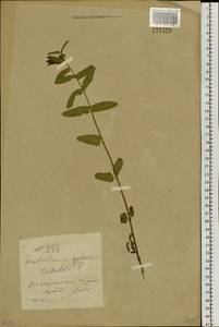 Scutellaria galericulata L., Siberia, Baikal & Transbaikal region (S4) (Russia)