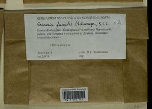 Grimmia funalis (Schwägr.) Bruch ex De Not., Bryophytes, Bryophytes - North Caucasus & Ciscaucasia (B12) (Russia)