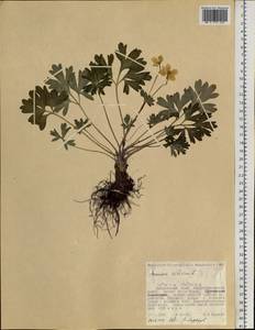 Anemonastrum narcissiflorum subsp. crinitum (Juz.) Raus, Siberia, Russian Far East (S6) (Russia)