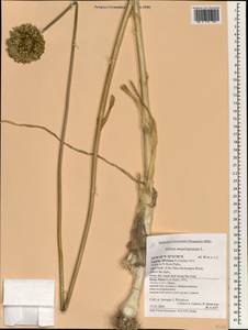 Allium ampeloprasum L. , nom. cons., South Asia, South Asia (Asia outside ex-Soviet states and Mongolia) (ASIA) (Cyprus)
