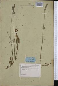 Lavandula angustifolia Mill., Botanic gardens and arboreta (GARD) (Russia)