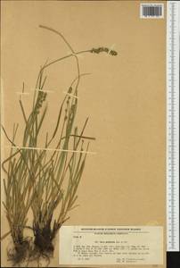 Carex leersii F.W.Schultz, nom. cons., Western Europe (EUR) (Bulgaria)