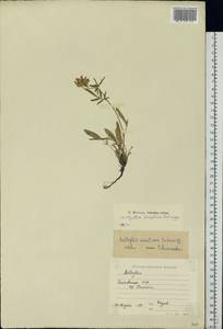 Anthyllis vulneraria subsp. maritima (Hagen)Corb., Eastern Europe, Lithuania (E2a) (Lithuania)