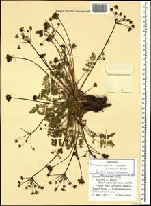 Chamaesciadium acaule (M. Bieb.) Boiss., Caucasus, North Ossetia, Ingushetia & Chechnya (K1c) (Russia)