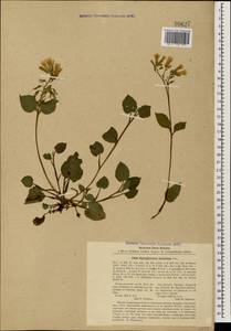 Symphytum grandiflorum DC., Caucasus, Abkhazia (K4a) (Abkhazia)