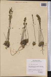 Draba glabella Pursh, America (AMER) (Greenland)