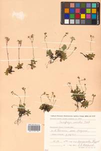 Micranthes merkii subsp. merkii, Siberia, Chukotka & Kamchatka (S7) (Russia)