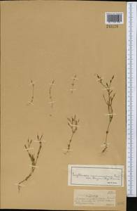 Centaurium pulchellum var. meyeri (Bunge) Omer, Middle Asia, Muyunkumy, Balkhash & Betpak-Dala (M9) (Kazakhstan)