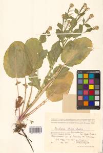 Barbarea stricta Andrz., Eastern Europe, Lower Volga region (E9) (Russia)