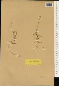 Cerastium grandiflorum, South Asia, South Asia (Asia outside ex-Soviet states and Mongolia) (ASIA) (Turkey)