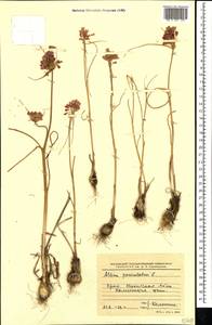 Allium paniculatum L., Crimea (KRYM) (Russia)