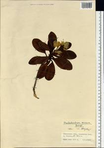 Rhododendron aureum Georgi, Siberia, Russian Far East (S6) (Russia)