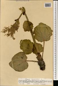Rheum compactum L., Mongolia (MONG) (Mongolia)