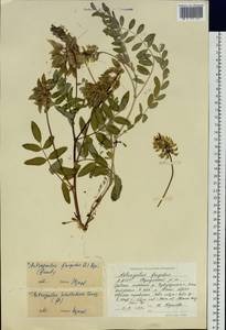 Astragalus schelichowii Turcz., Siberia, Yakutia (S5) (Russia)