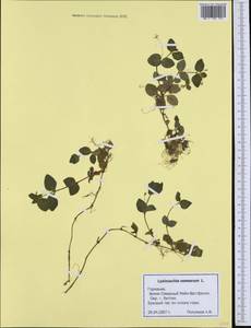 Lysimachia nemorum L., Western Europe (EUR) (Germany)