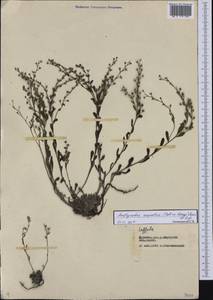 Eritrichium rupestre (Pall. ex Georgi) Bunge, Siberia, Baikal & Transbaikal region (S4) (Russia)