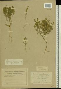 Alyssum turkestanicum Regel & Schmalh. ex Regel, Eastern Europe, Middle Volga region (E8) (Russia)