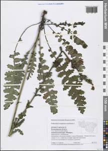 Pedicularis sceptrum-carolinum L., Eastern Europe, Central region (E4) (Russia)