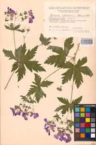 Geranium sylvaticum L., Eastern Europe, Moscow region (E4a) (Russia)