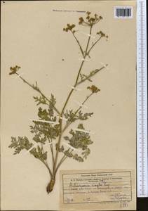 Aulacospermum simplex Rupr., Middle Asia, Western Tian Shan & Karatau (M3) (Uzbekistan)