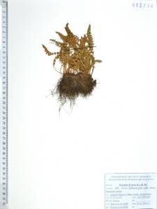 Woodsia ilvensis (L.) R.Br., Siberia, Russian Far East (S6) (Russia)