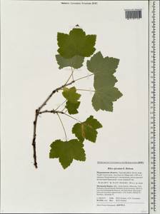 Ribes spicatum, Eastern Europe, Northern region (E1) (Russia)