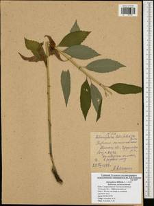 Adenophora liliifolia (L.) A.DC., Eastern Europe, Central region (E4) (Russia)