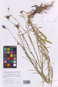 Centaurea cyanus L., Eastern Europe, Moscow region (E4a) (Russia)