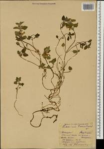 Lamium tomentosum Willd., Caucasus, Azerbaijan (K6) (Azerbaijan)