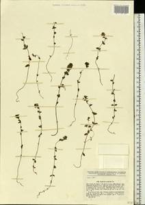 Euphrasia pectinata, Eastern Europe, North-Western region (E2) (Russia)