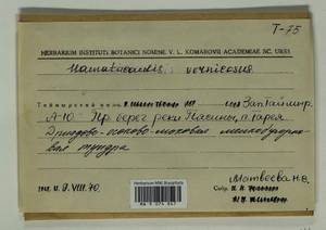 Hamatocaulis vernicosus (Mitt.) Hedenäs, Bryophytes, Bryophytes - Krasnoyarsk Krai, Tyva & Khakassia (B17) (Russia)