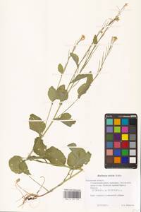 Barbarea stricta Andrz., Eastern Europe, Central region (E4) (Russia)