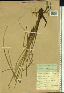 Carex aquatilis var. minor Boott, Siberia, Yakutia (S5) (Russia)