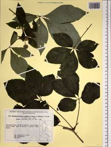 Eleutherococcus sessiliflorus (Rupr. & Maxim.) S. Y. Hu, Siberia, Russian Far East (S6) (Russia)