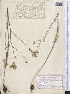 Hyalolaena trichophylla (Schrenk) Pimenov & Kljuykov, Middle Asia, Dzungarian Alatau & Tarbagatai (M5) (Kazakhstan)