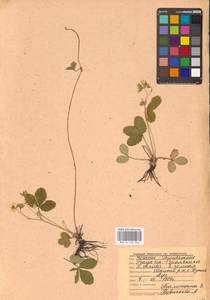Fragaria viridis Duchesne, Eastern Europe, Central region (E4) (Russia)