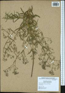 Gypsophila paniculata L., Eastern Europe, Central region (E4) (Russia)