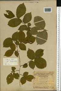 Ulmus laevis Pall., Eastern Europe, South Ukrainian region (E12) (Ukraine)