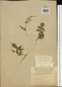 Sisymbrium officinale (L.) Scop., Eastern Europe, North-Western region (E2) (Russia)