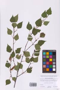 Betula pendula Roth, Eastern Europe, Moscow region (E4a) (Russia)