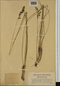 Festuca paniculata (L.) Schinz & Thell., Western Europe (EUR) (Italy)