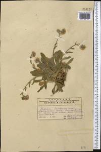 Erigeron lachnocephalus Botsch., Middle Asia, Pamir & Pamiro-Alai (M2) (Uzbekistan)