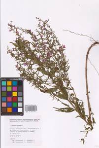 Lythrum virgatum L., Eastern Europe, Middle Volga region (E8) (Russia)