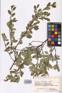 Prunus fruticosa Pall., Middle Asia, Caspian Ustyurt & Northern Aralia (M8) (Kazakhstan)