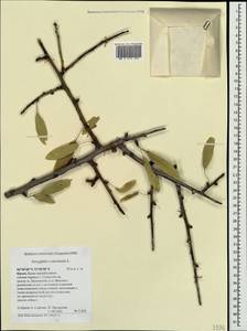 Prunus dulcis (Mill.) D. A. Webb, Crimea (KRYM) (Russia)