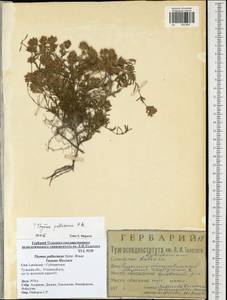 Thymus pallasianus Heinr.Braun, Eastern Europe, Central region (E4) (Russia)