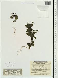 Mercurialis annua L., Crimea (KRYM) (Russia)