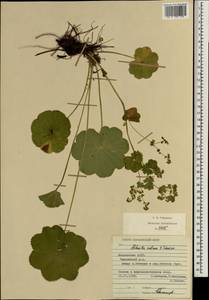 Alchemilla ventiana V. N. Tikhom., Eastern Europe, Middle Volga region (E8) (Russia)
