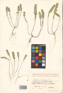 Alyssum alyssoides (L.) L., Eastern Europe, Central forest-and-steppe region (E6) (Russia)